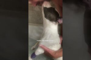 Paralyzed Puppy Gets Help From Determined Vet | The Dodo