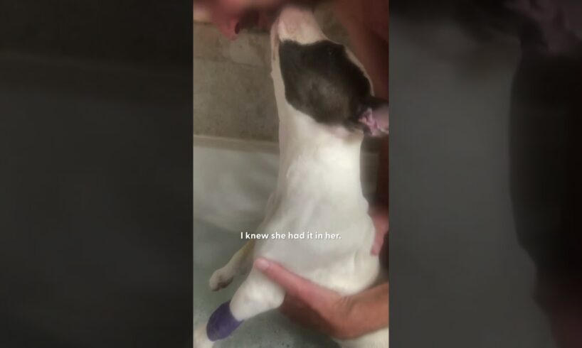 Paralyzed Puppy Gets Help From Determined Vet | The Dodo