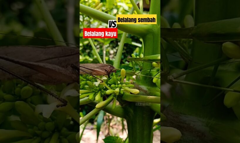 Pert4rungan Antar Belalang ‼️Wood grasshopper Vs Playing Mantis #animals #faktaunik