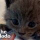 Picky Kitten Refuses To Give Up His Bottle | The Dodo Cat Crazy