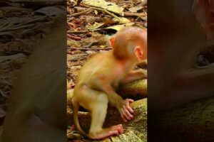 Pity Skinny Baby Cry Out Loudly, Why? | Monkey Life #animals