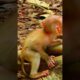 Pity Skinny Baby Cry Out Loudly, Why? | Monkey Life #animals