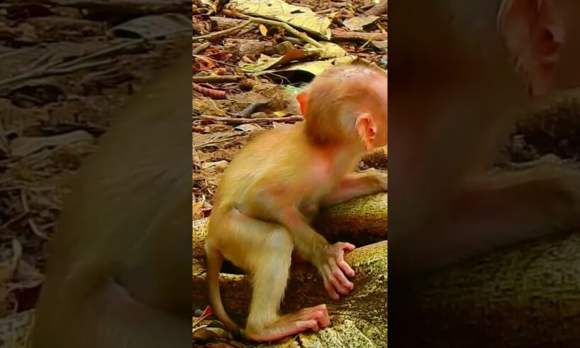 Pity Skinny Baby Cry Out Loudly, Why? | Monkey Life #animals