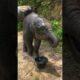 Playing 2 baby elephants #elephante #nature #elephat