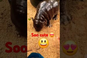 😃Playing ▶️ a soo cute baby hippo 🦛 #hippo #animals #zoo #shorts #babyanimals #ytshorts #cute