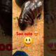 😃Playing ▶️ a soo cute baby hippo 🦛 #hippo #animals #zoo #shorts #babyanimals #ytshorts #cute