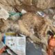 Poor Cat Left To Decompose While She Is Alive | Rescue Before And After