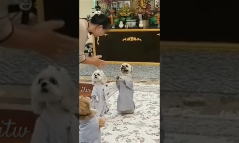 Pray time,cute puppies in praying😂 #funny