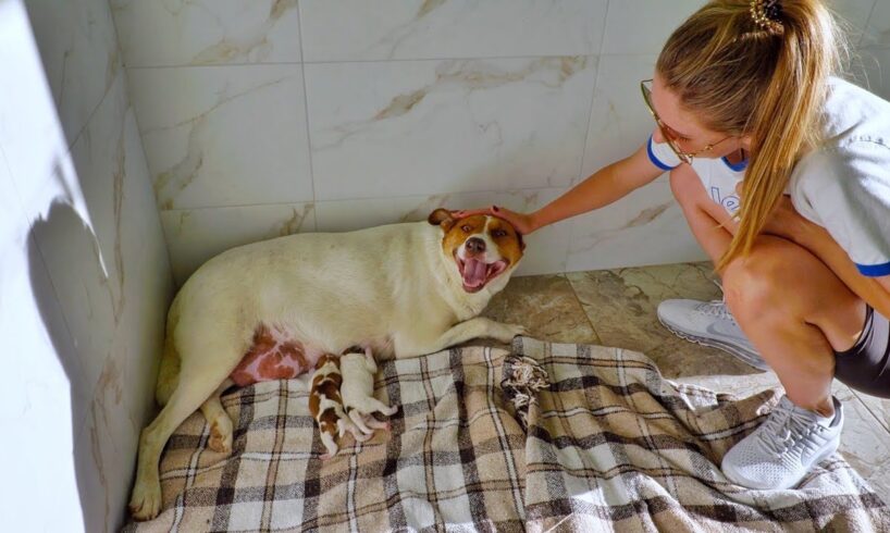 Pregnant Stray Dog Gave Birth to Cutest Puppies the Day After Rescue