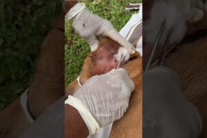 Puppies Rescued With Maggots &Wound 😭☹️😢#shorts