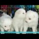 Puppies for sale near JP Nagar| 9844033709| Dog Bazar's the Best puppies for sale in Bangalore