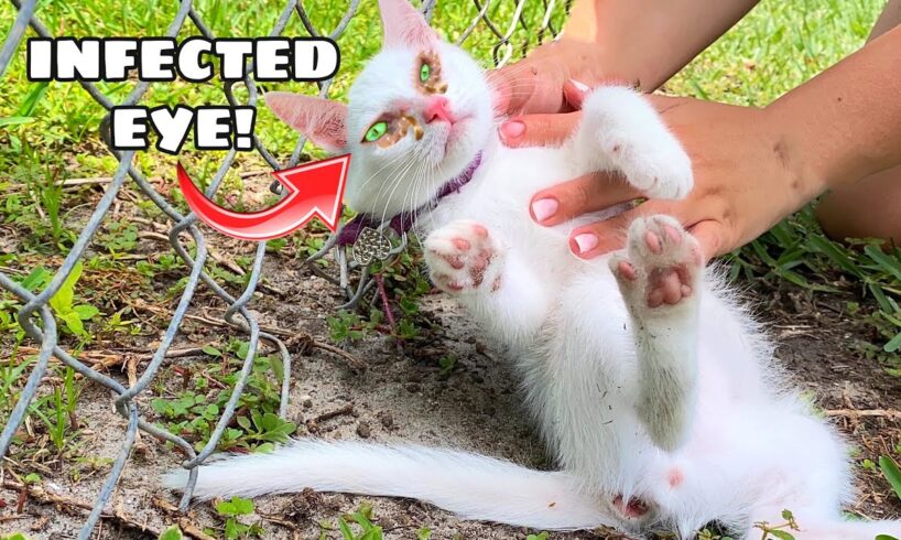 RESCUED BABY KITTEN FOUND WITH EYE INFECTION!