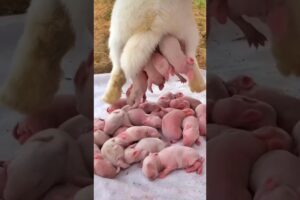 Rabbit Growth - Baby Animals 1 To 16 Days