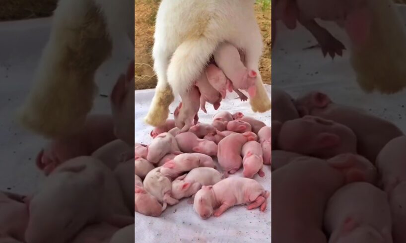 Rabbit Growth - Baby Animals 1 To 16 Days