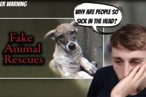 Reacting to YouTube's Fake Animal Rescue Channels | I Hate People.