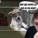 Reacting to YouTube's Fake Animal Rescue Channels | I Hate People.