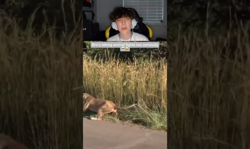 Reacting to animal fights 😭/ ttv #okmharry #reaction #animal #fight #funny #shorts #viral #streamrr