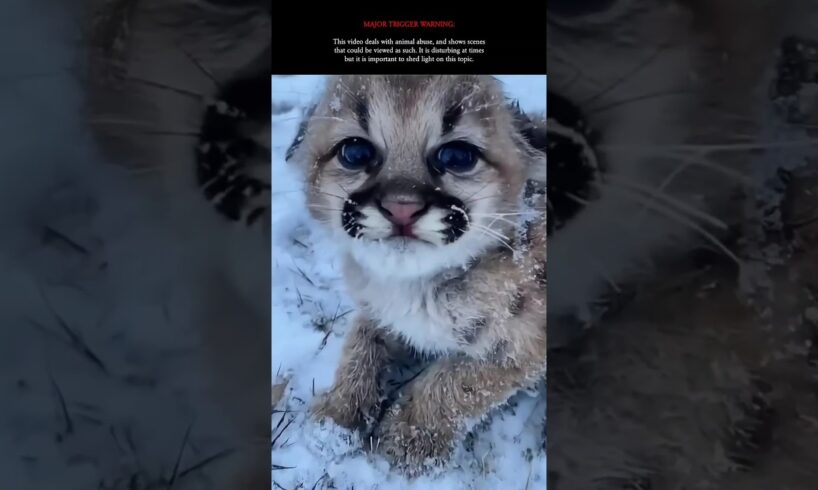 Reality Of Animals Rescue Videos 😿 By Wild Adventures