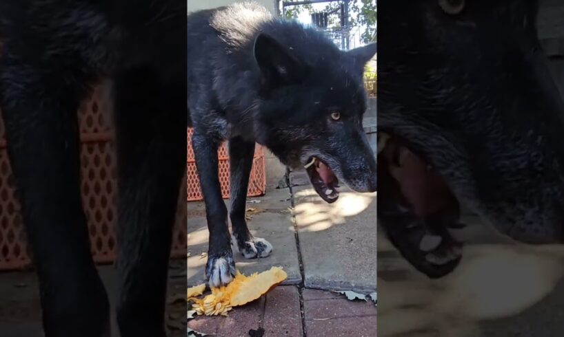 Rescue Dog LOVES Pumpkin!