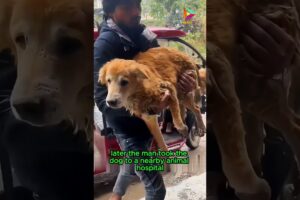 Rescue Man and Helpless Dog #animals #animalrescue #kindness #dog #shortvideo #shorts