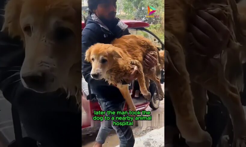 Rescue Man and Helpless Dog #animals #animalrescue #kindness #dog #shortvideo #shorts