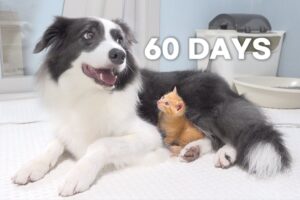 Rescued Tiny Kitten Grows Up Believing He’s a Big Dog | Day 1 to 60