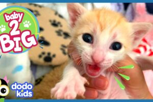 Rescuer Acts Like Mama Cat To Raise Baby Kittens | Baby 2 Big | Dodo Kids