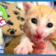 Rescuer Acts Like Mama Cat To Raise Baby Kittens | Baby 2 Big | Dodo Kids