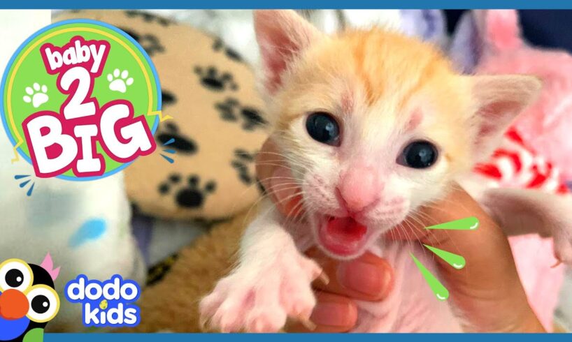 Rescuer Acts Like Mama Cat To Raise Baby Kittens | Baby 2 Big | Dodo Kids