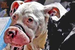 Rescuing Dog with Mouth Taped Shut Used As Bait in Detroit Animal Cops Rescue Dogs