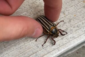 Rescuing a Scary Hissing Beetle!