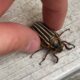 Rescuing a Scary Hissing Beetle!