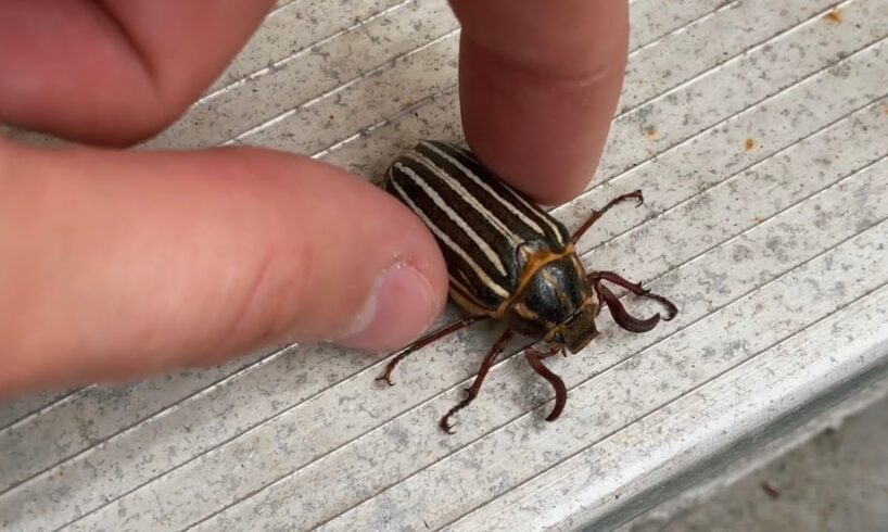 Rescuing a Scary Hissing Beetle!