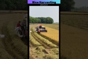 Rice Harvesting🤠 #shorts #amazing #awesome