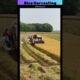 Rice Harvesting🤠 #shorts #amazing #awesome