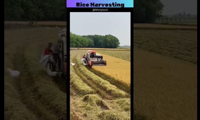 Rice Harvesting🤠 #shorts #amazing #awesome