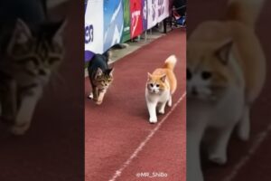 Running race cats playing skillfully | MR_ShiBo