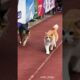 Running race cats playing skillfully | MR_ShiBo