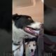 Sad Dog Has The Best Reaction To His New Brother | The Dodo