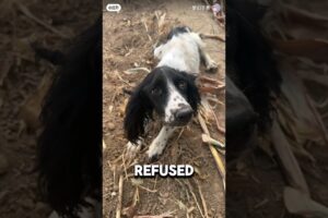 Sad Dog Refused To Eat Or Leave Owner's Grave ❤️#dog #dogs #dogshorts