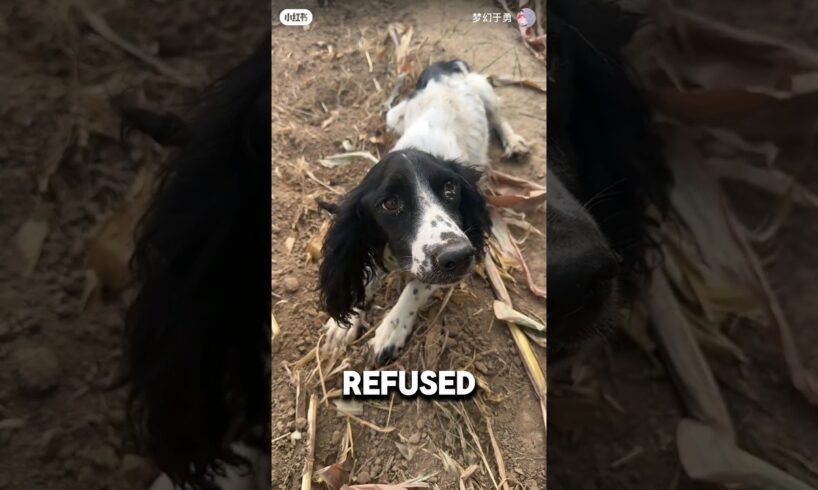 Sad Dog Refused To Eat Or Leave Owner's Grave ❤️#dog #dogs #dogshorts