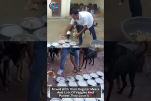 Saving Stray Dogs In Agra | Street Dogs NGO | Animal Rescue | Dog Adoption | Shelter for Injured Dog