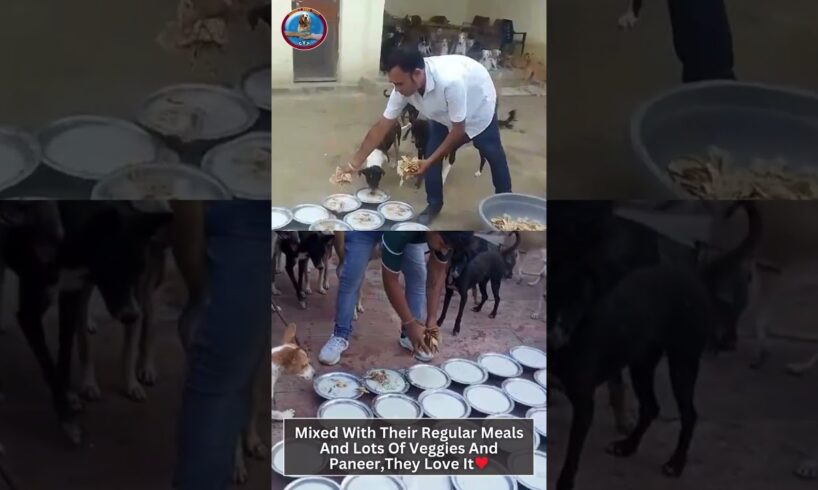 Saving Stray Dogs In Agra | Street Dogs NGO | Animal Rescue | Dog Adoption | Shelter for Injured Dog