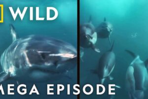 Sharks: King of the Ocean | MEGA EPISODE Epic Battle Compilation | Marine Predators | Nat Geo WILD