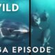 Sharks: King of the Ocean | MEGA EPISODE Epic Battle Compilation | Marine Predators | Nat Geo WILD