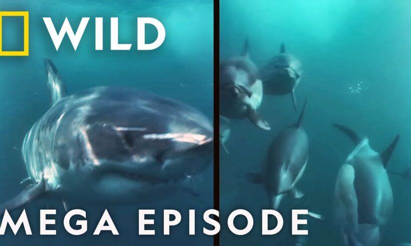 Sharks: King of the Ocean | MEGA EPISODE Epic Battle Compilation | Marine Predators | Nat Geo WILD