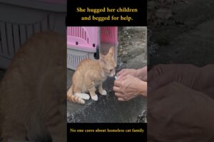 She hugged her children and begged for help, No one cares about homeless cat family #rescuekittens