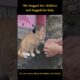 She hugged her children and begged for help, No one cares about homeless cat family #rescuekittens