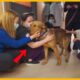 Shelter Dog Gives Goodbye Kisses To Every Staff Member On His Way Out