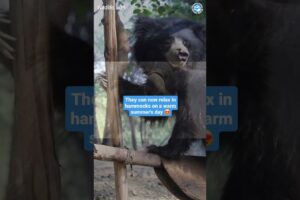 Sloth Bears Were Brutally Abused in India...